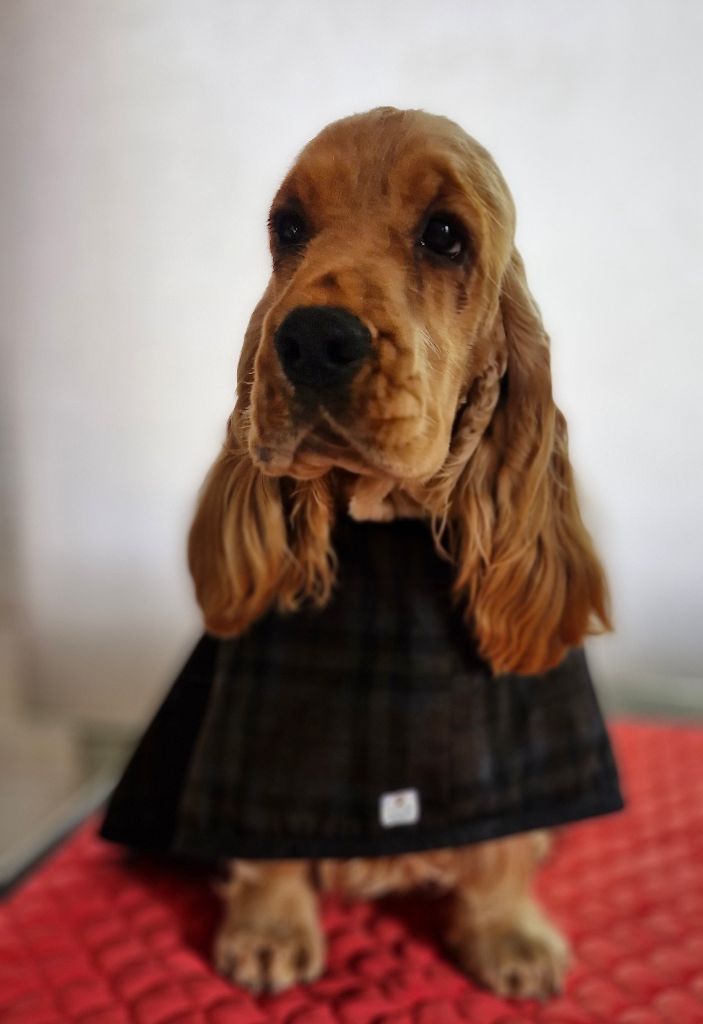 A little star De kerfeuil