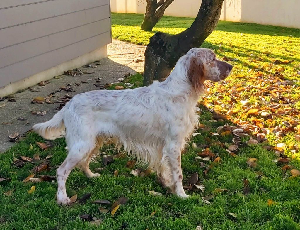 A vendre mâle setter anglais