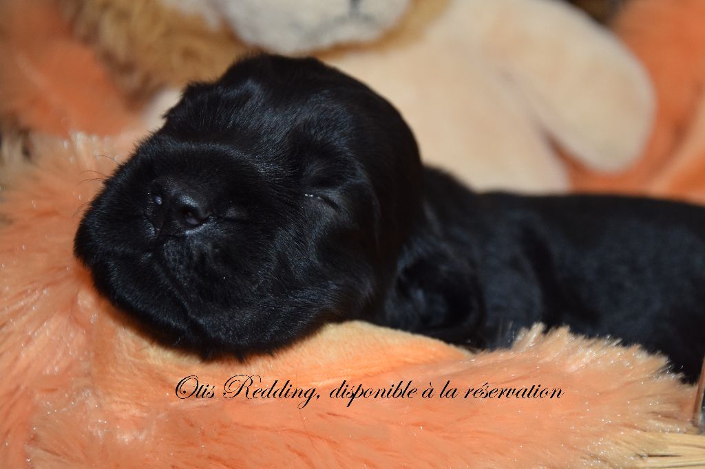 De kerfeuil - Cocker Spaniel Anglais - Portée née le 15/07/2018