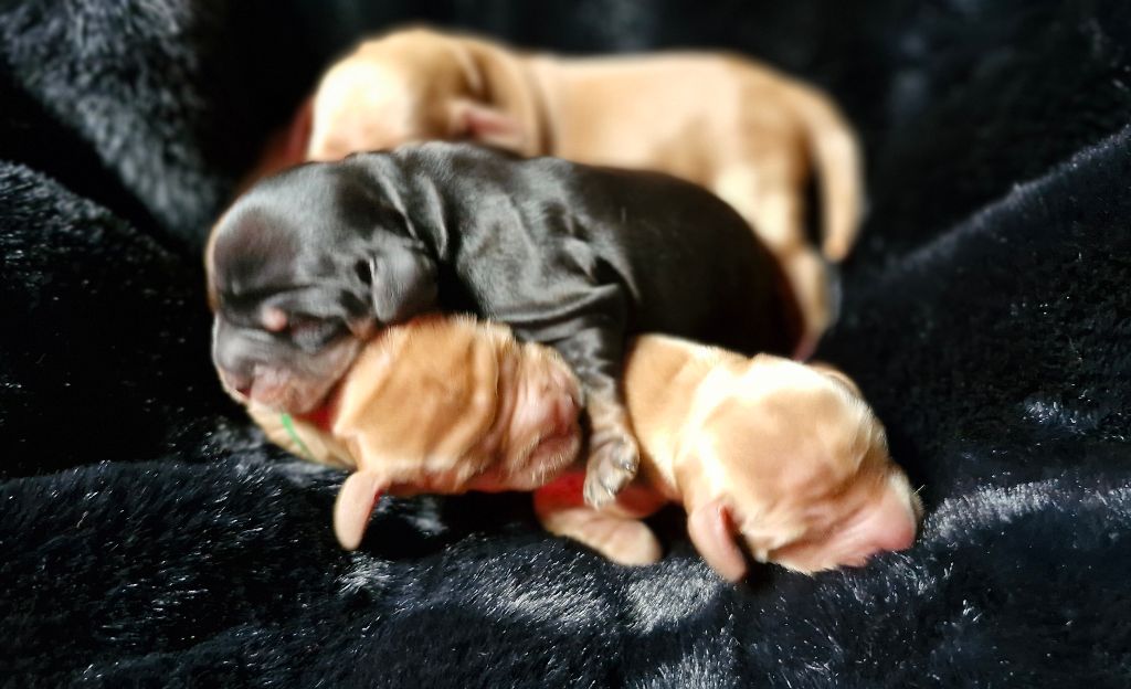 De kerfeuil - Chiots disponibles - Cocker Spaniel Anglais