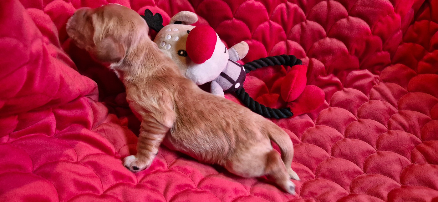 De kerfeuil - Chiots disponibles - Cocker Spaniel Anglais