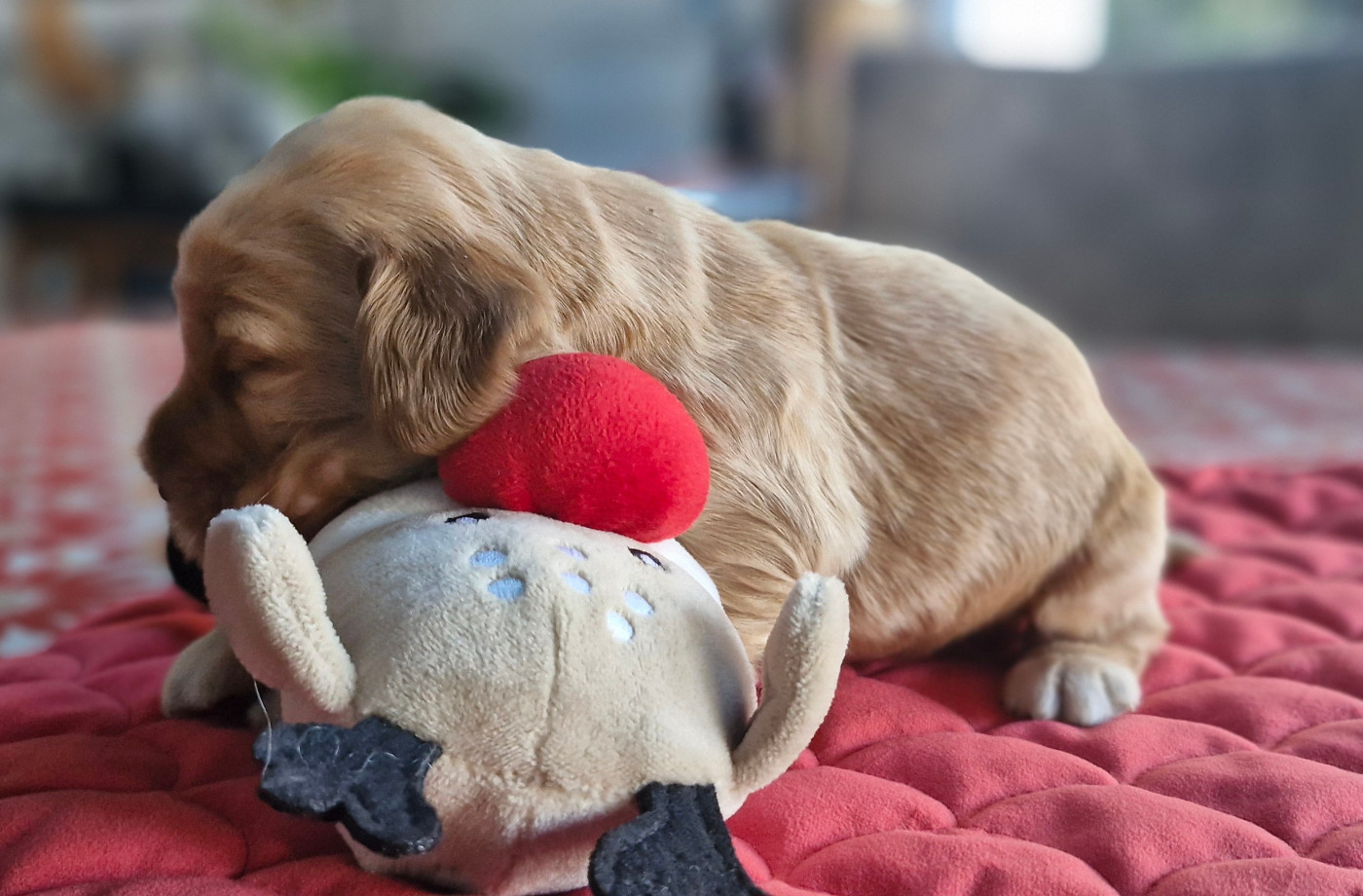 De kerfeuil - Chiots disponibles - Cocker Spaniel Anglais