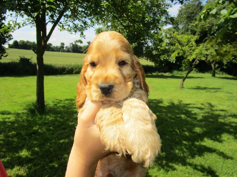 De kerfeuil - Cocker Spaniel Anglais - Portée née le 29/04/2015