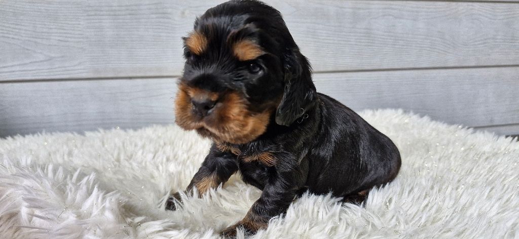 De kerfeuil - Chiots disponibles - Cocker Spaniel Anglais