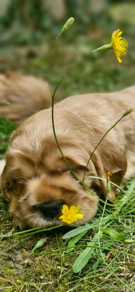 De kerfeuil - Cocker Spaniel Anglais - Portée née le 21/07/2025