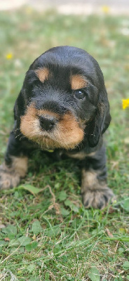 Arthur the king