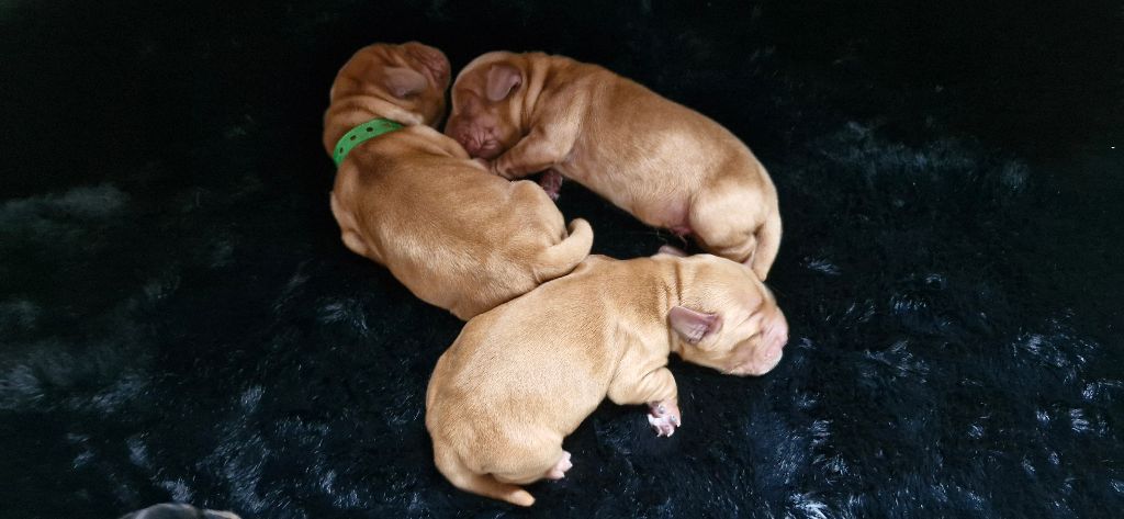 De kerfeuil - Cocker Spaniel Anglais - Portée née le 21/07/2025