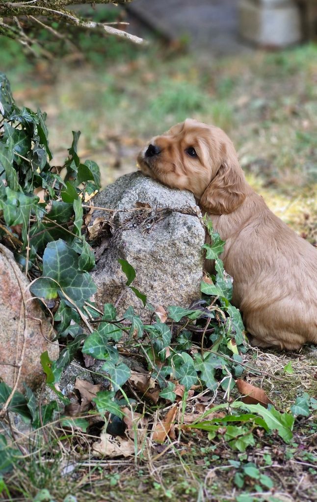 De kerfeuil - Chiots disponibles - Cocker Spaniel Anglais