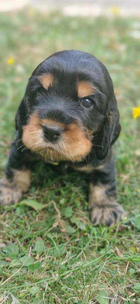 De kerfeuil - Chiots disponibles - Cocker Spaniel Anglais